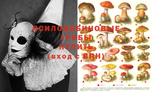 дурь Аркадак